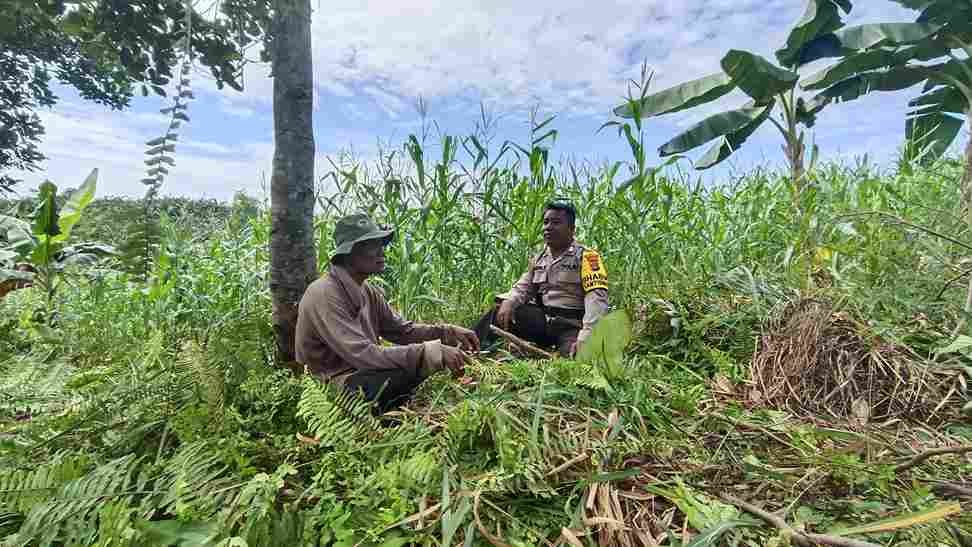 Program Ketahanan Pangan Menunjukkan Hasil Positif, Polsek Tanjung Palas Utara Berhasil Panen 2 Ton Jagung