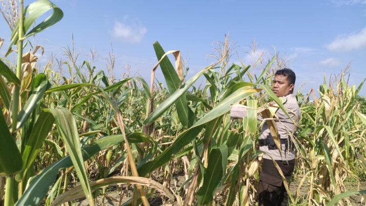 Polri Hadir di Tengah Masyarakat, Bhabinkamtibmas Desa Silva Rahayu Aktif Sambangi Petani Wujudkan Kamtibmas   