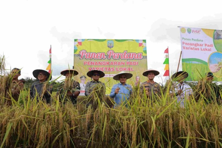 Wagub Panen Padi Perdana Varietas Lokal di Desa Wonowulyo, Bulungan