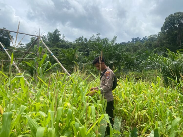 Polresta Bulungan Dukung Ketahanan Pangan Lewat Penanaman Jagung di Sekatak   
