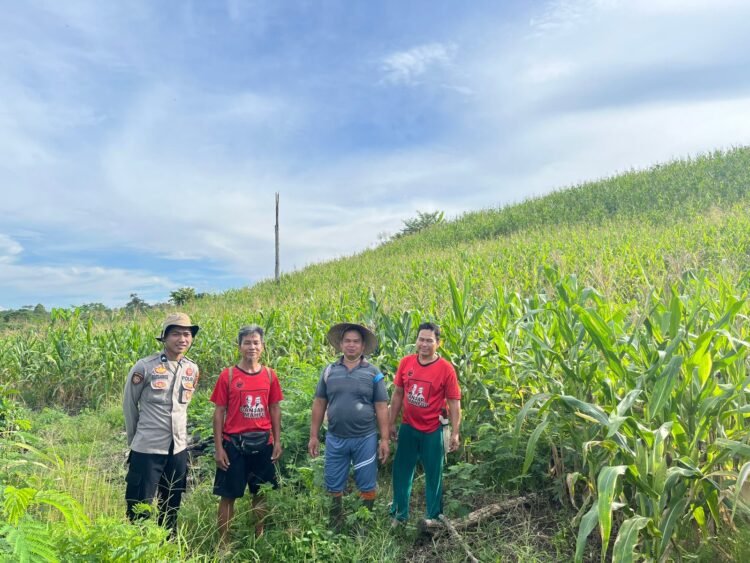Dukung Program Asta Cita, Polsek Tanjung Palas Barat Siap Panen 500 Kg Jagung
