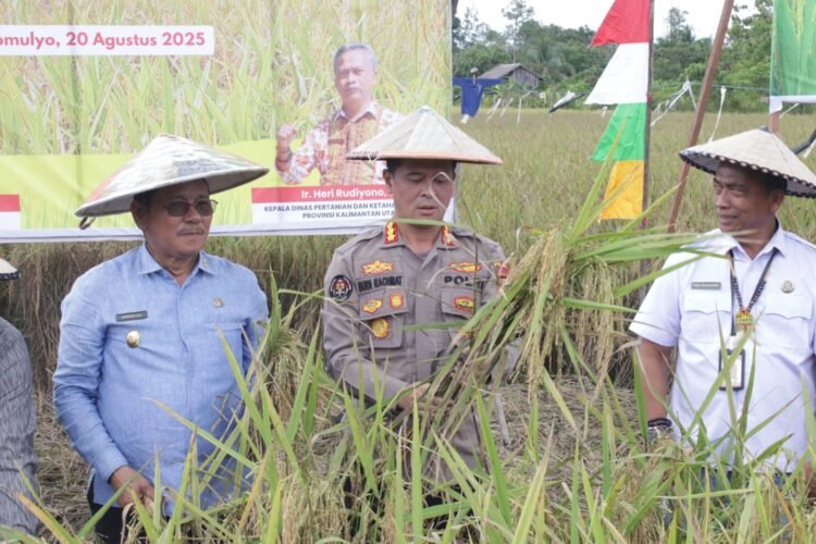 Kabid Humas Polda Kaltara Hadiri Panen Perdana Padi Lokal dan Peresmian Bangsal Pasca Panen di Tanjung Palas Timur