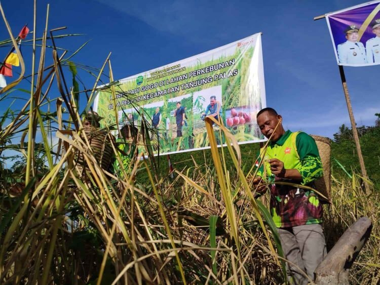 Perkuat Ketahanan Pangan, Pemkab Bulungan Siapkan 3.000 Hektare Sawah Baru