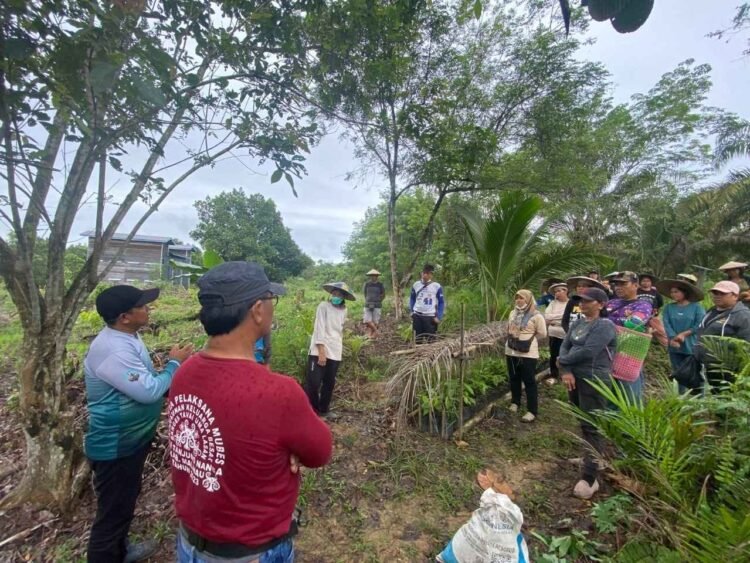 Pupuk Organik Desa Tanjung Nanga, Solusi Pertanian Murah dan Ramah Lingkungan
