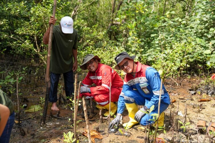 Kolaborasi Jaga Ekosistem Pesisir, PT KPB Bersama Warga Tanam 600 Bibit Mangrove untuk Pesisir PPU