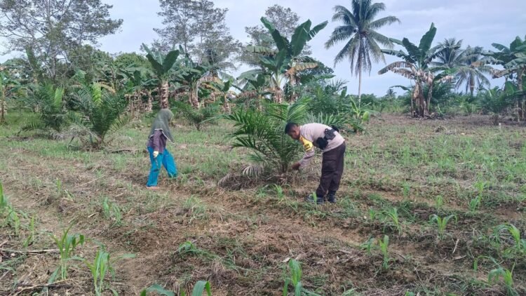 Panen Jagung Program Asta Cita di Desa Silva Rahayu, Polresta Bulungan Dorong Ketahanan Pangan