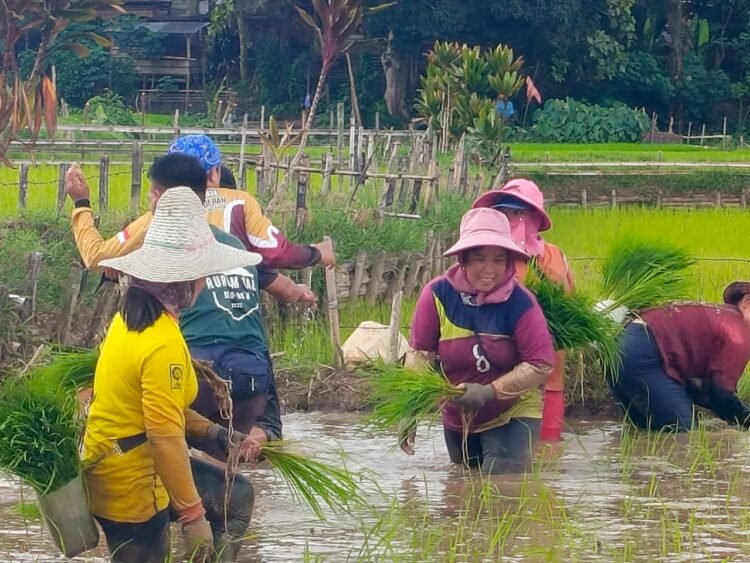 Beras Adan, Harmoni Alam dan Budaya dari Dataran Tinggi Krayan