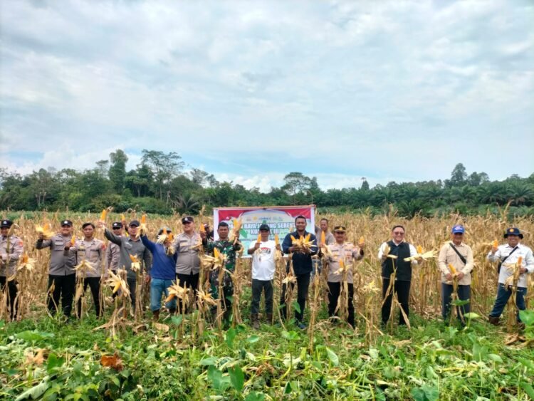 Panen Raya Jagung di Kelubir, Polresta Bulungan Tegaskan Dukungan Ketahanan Pangan