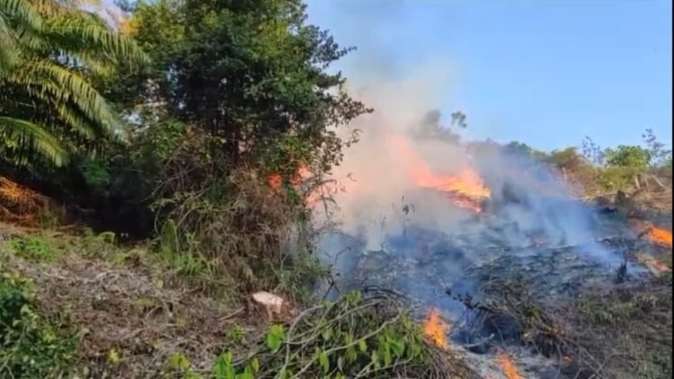 Karhutla di Tarakan Menurun, BPBD Imbau Warga Tetap Waspada Membakar Lahan