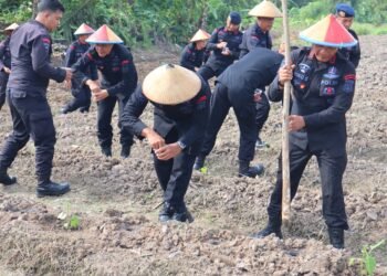 Dukung Ketahanan Pangan Nasional, Batalyon B Pelopor Brimob Kaltim Tanam Jagung di Lahan Seluas 1 Hektare