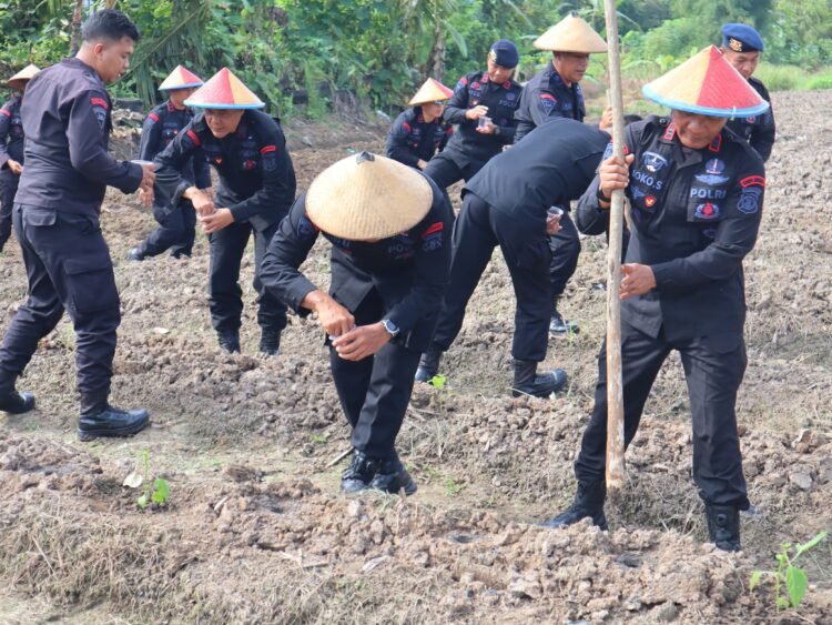 Dukung Ketahanan Pangan Nasional, Batalyon B Pelopor Brimob Kaltim Tanam Jagung di Lahan Seluas 1 Hektare
