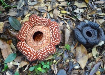 Banyak Daerah Menunggu Keajaiban, di Krayan Rafflesia Justru Mekar Dekat Permukiman