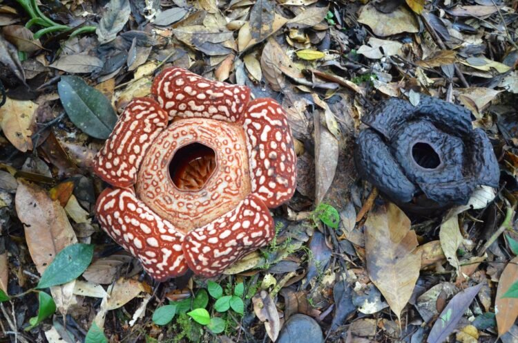 Banyak Daerah Menunggu Keajaiban, di Krayan Rafflesia Justru Mekar Dekat Permukiman