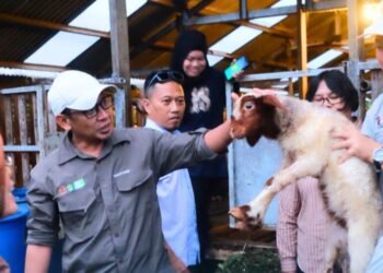 Peternak Lokal Dapat Pendampingan Intensif Jaga Imunitas Ternak