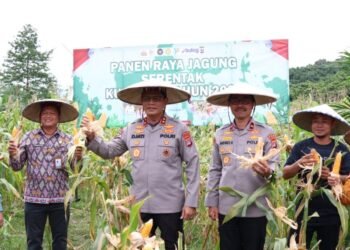 Panen Raya Jagung Kuartal IV, Kapolda Kaltara Tegaskan Dukungan ke Petani   