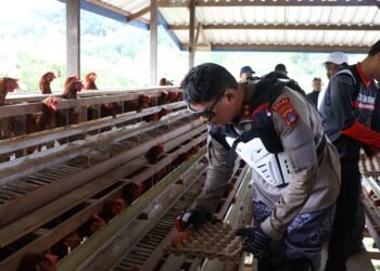 Dukung Ketahanan Pangan, Kapolda dan Wakapolda Kaltara Tinjau Budidaya Ayam Petelur di Desa Tanjung Agung