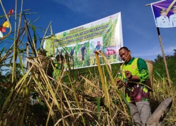 Produksi Beras Bulungan Naik, Tantangan Produktivitas Masih Besar