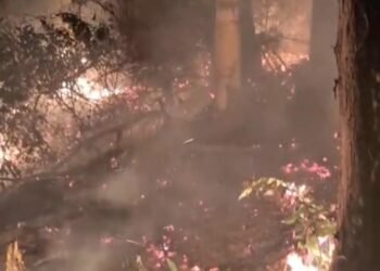 Frekuensi Kebakaran Lahan Meningkat, Pelaku Pembakaran Terancam Penjara