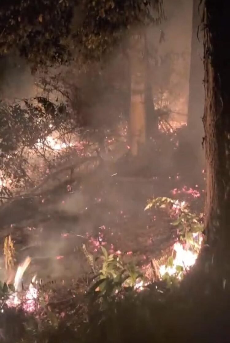 Frekuensi Kebakaran Lahan Meningkat, Pelaku Pembakaran Terancam Penjara