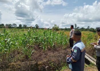 Polisi Turun ke Sawah, Pastikan Harapan Panen Jagung untuk Swasembada Pangan