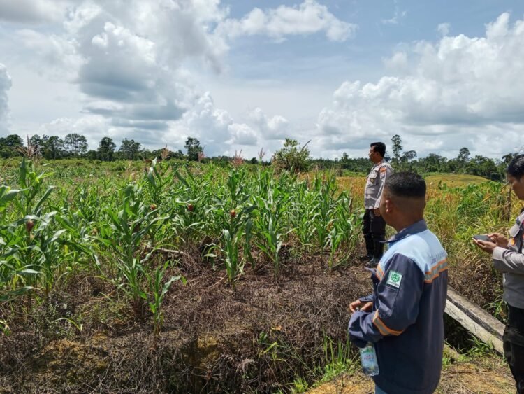 Polisi Turun ke Sawah, Pastikan Harapan Panen Jagung untuk Swasembada Pangan