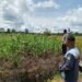 Polisi Turun ke Sawah, Pastikan Harapan Panen Jagung untuk Swasembada Pangan