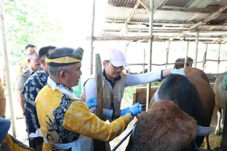 Akselerasi Pencegahan PMK, 255 Dosis Vaksin Disuntikkan ke Ternak Sapi