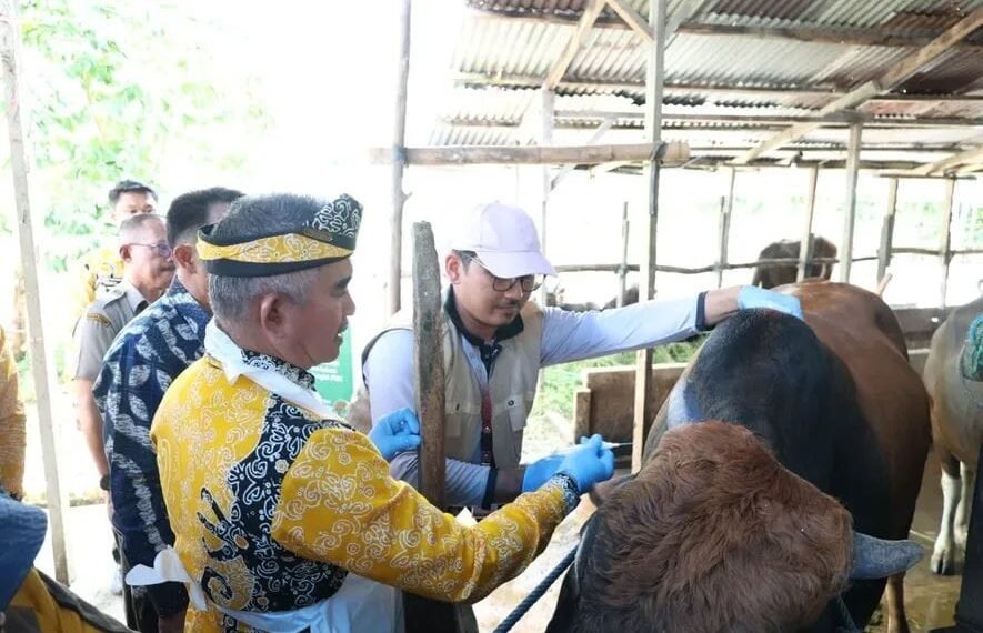 Akselerasi Pencegahan PMK, 255 Dosis Vaksin Disuntikkan ke Ternak Sapi