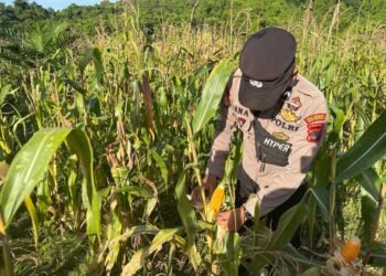 Bhabinkamtibmas Tanjung Buka Dampingi Warga Perkuat Ketahanan Pangan