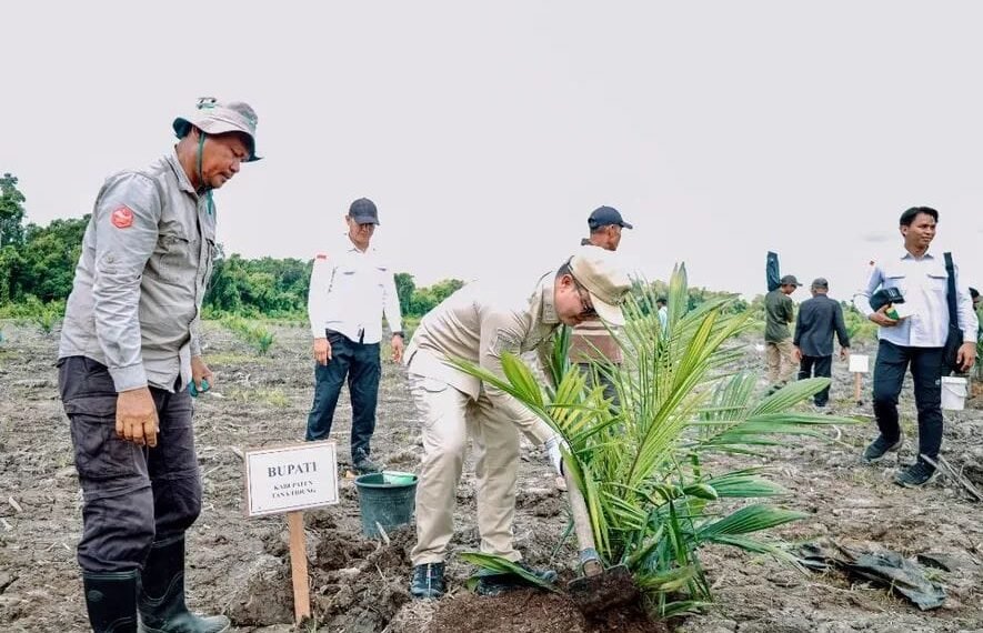 Bupati Tana Tidung Tanam Perdana Sawit Plasma di Boungbaru