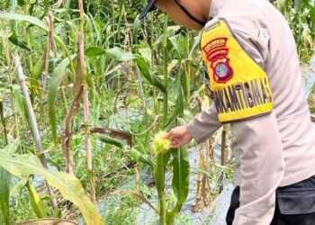 Bhabinkamtibmas Polsek Tanjung Palas Cek Tanaman Jagung, Wujud Nyata Dukungan Polri terhadap Ketahanan Pangan Masyarakat