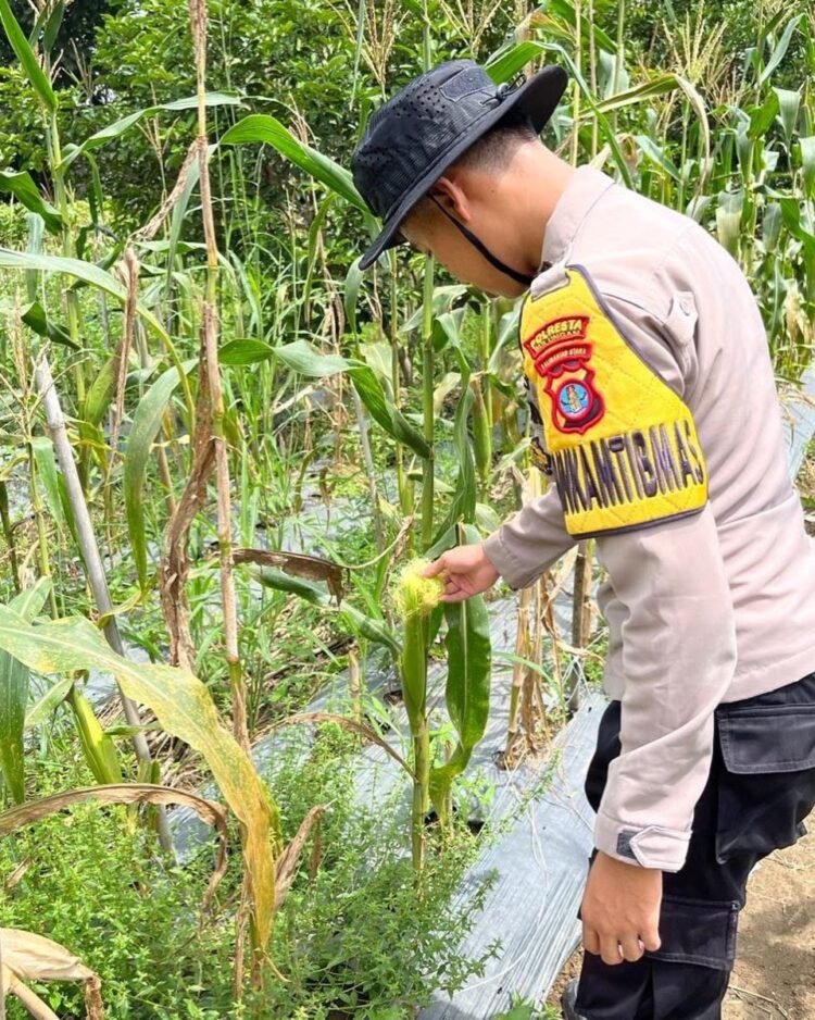 Bhabinkamtibmas Polsek Tanjung Palas Cek Tanaman Jagung, Wujud Nyata Dukungan Polri terhadap Ketahanan Pangan Masyarakat