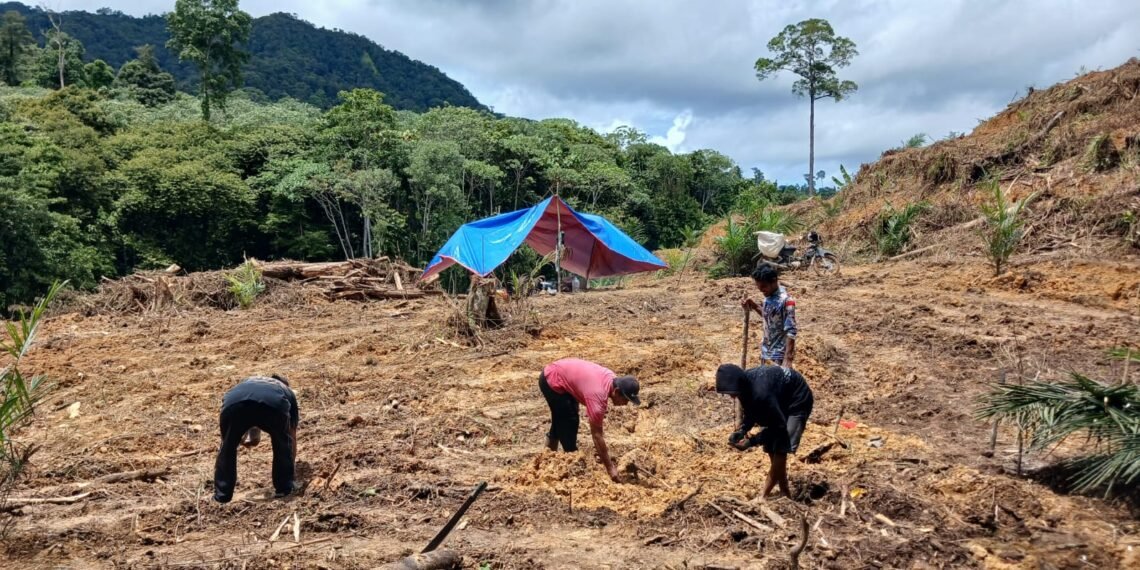Sinergi Polisi dan Petani, Jagung Hibrida Ditanam 1 Hektare
