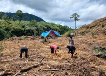Sinergi Polisi dan Petani, Jagung Hibrida Ditanam 1 Hektare