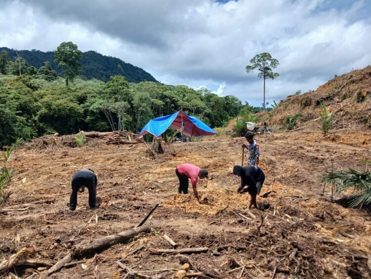 Sinergi Polisi dan Petani, Jagung Hibrida Ditanam 1 Hektare