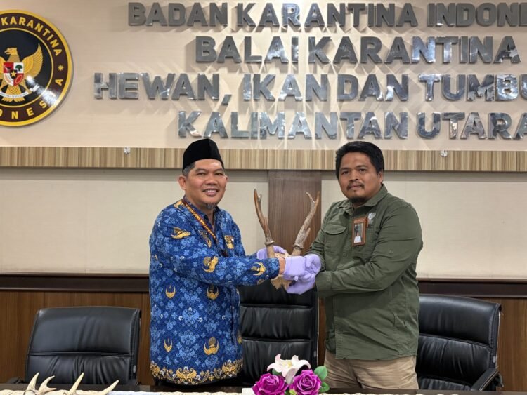 Hasil Pengawasan 2025, Tanduk Rusa Diserahkan ke BKSDA Kaltara