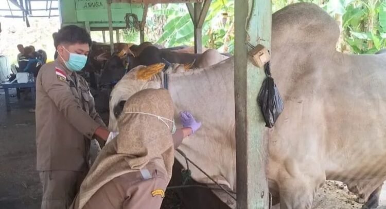 Balai Karantina Kaltara Tindak Tegas Hewan Ternak Tanpa Dokumen Resmi