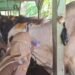 Balai Karantina Kaltara Tindak Tegas Hewan Ternak Tanpa Dokumen Resmi