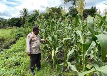 Dukung Program Ketahanan Pangan, Kanit Binmas Bripka Abdu Anas Cek Lahan Jagung di Desa Gunung Putih