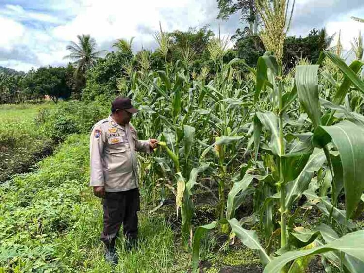 Dukung Program Ketahanan Pangan, Kanit Binmas Bripka Abdu Anas Cek Lahan Jagung di Desa Gunung Putih