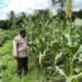 Dukung Program Ketahanan Pangan, Kanit Binmas Bripka Abdu Anas Cek Lahan Jagung di Desa Gunung Putih