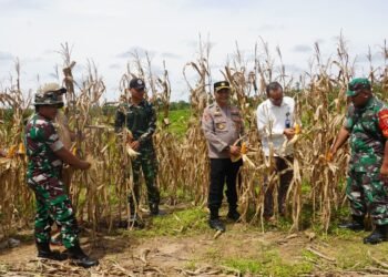 Sinergi TNI-Polri: Brigif TP 85/BTC dan Polres Kubar Gelar Panen Raya Jagung