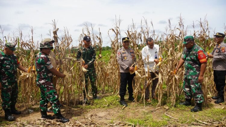 Sinergi TNI-Polri: Brigif TP 85/BTC dan Polres Kubar Gelar Panen Raya Jagung