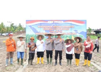Sinergi Polda Kaltara dan Forkopimda: Tanam Jagung Serentak di Bumi Rahayu Demi Swasembada Pangan 2026