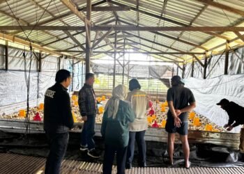 Satgas Pangan Turun ke Peternakan, Pastikan Harga Ayam di Tarakan Terkendali