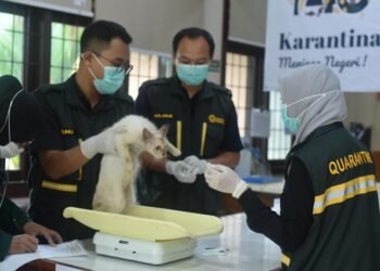 Bawa Hewan Saat Mudik, Wajib Lapor Karantina