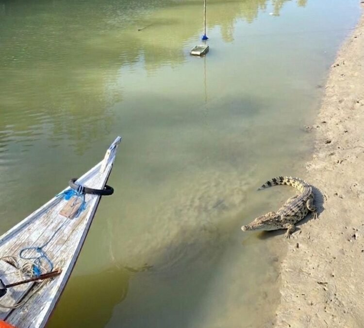 Marak Penampakan Buaya di Tarakan, Warga Diminta Tidak Bertindak Sendiri