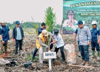 Program Plasma Sawit di Tana Lia Dibuka, Target 1.502 Hektare   