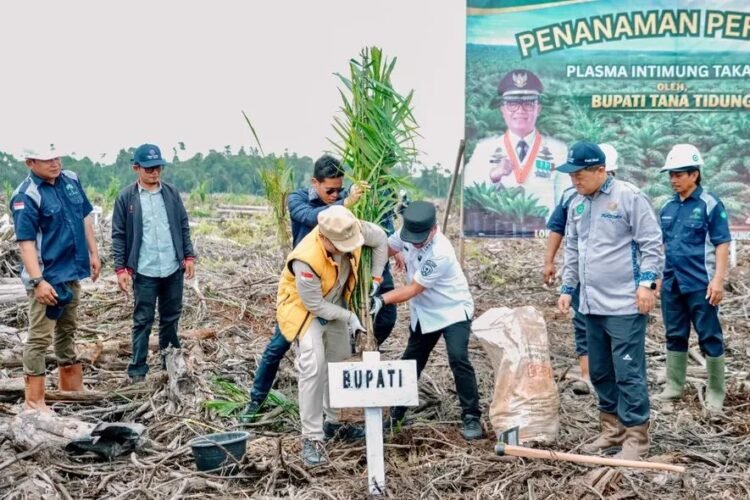 Program Plasma Sawit di Tana Lia Dibuka, Target 1.502 Hektare   