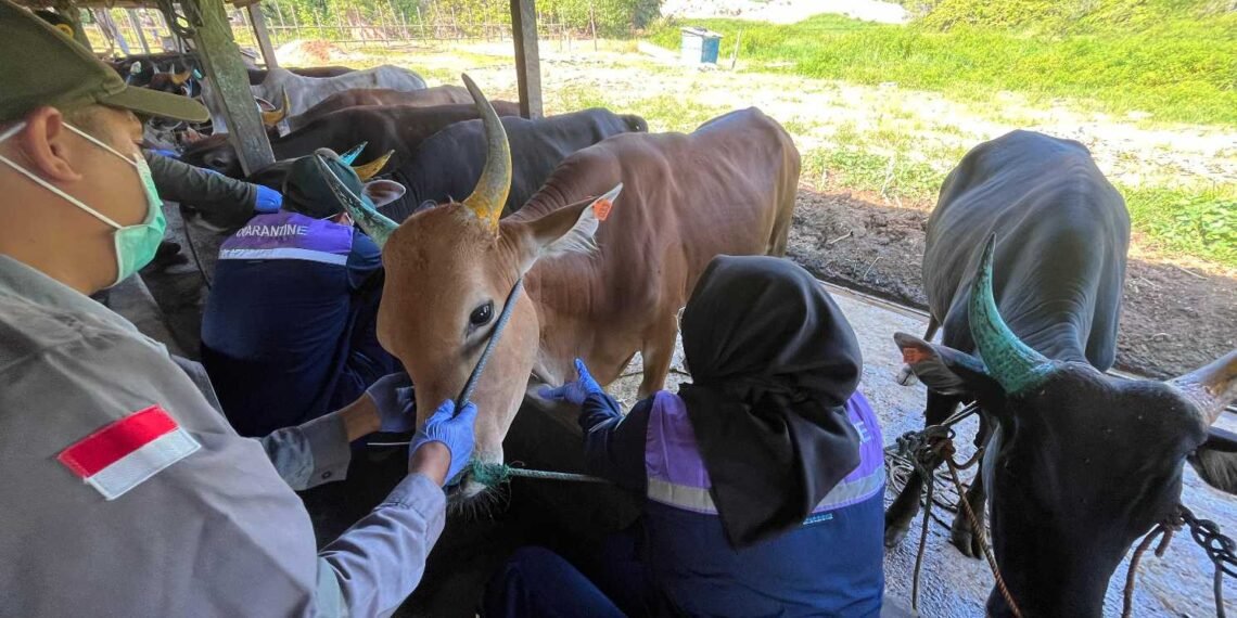 Ratusan Sapi Masuk Tarakan, Karantina Perketat Pengawasan dan Uji Laboratorium
